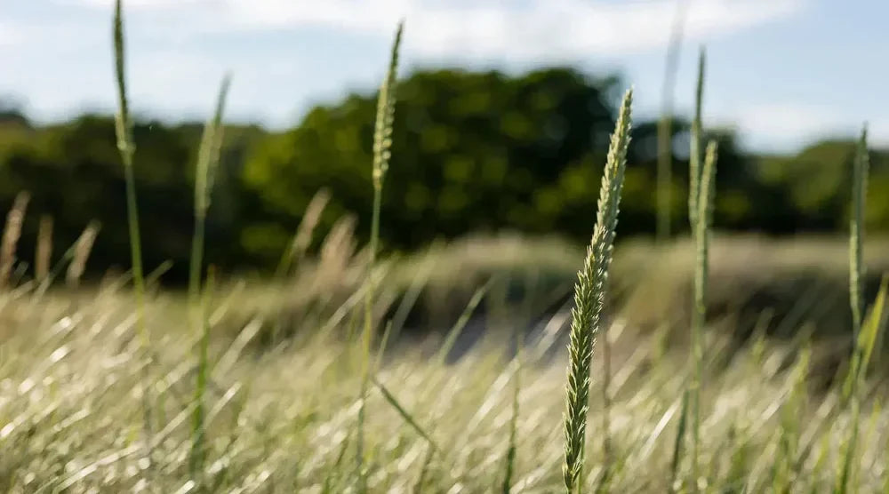 Styrk dit hår med naturlige proteiner uden brug af silikone