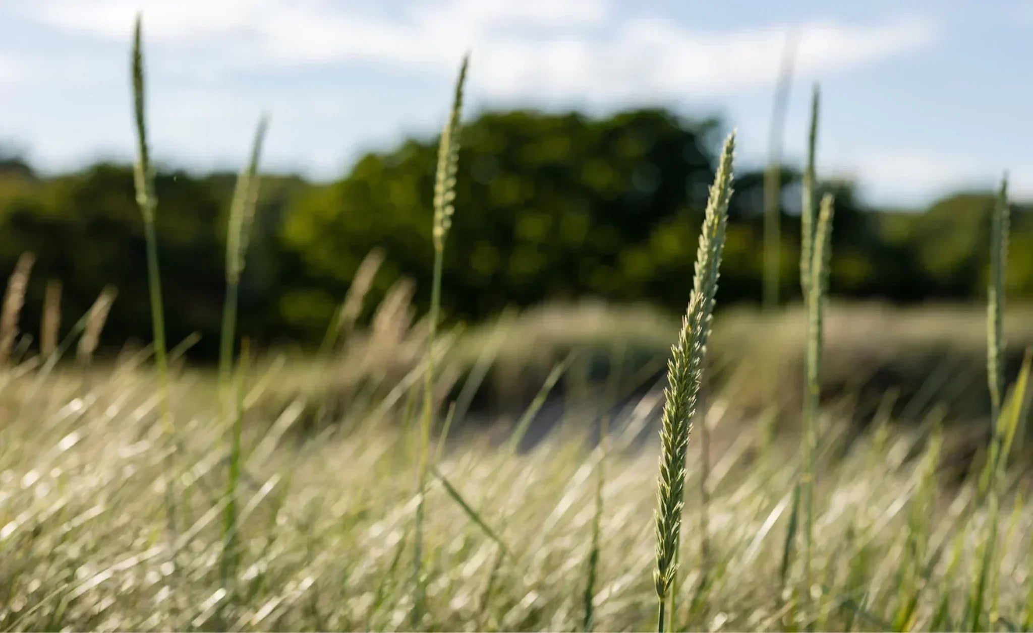 Styrk dit hår med naturlige proteiner uden brug af silikone